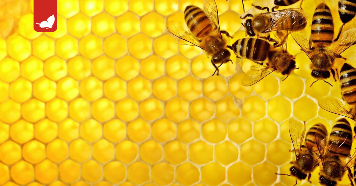 5,5 milioni di api sotto un cimitero negli Stati Uniti