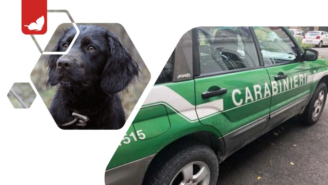 Cimitero degli orrori nelle Marche: 55 cani trovati morti.