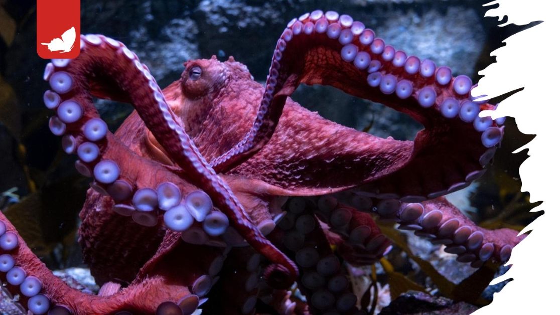 Addio a Ghost, il polpo gigante del Pacific Aquarium