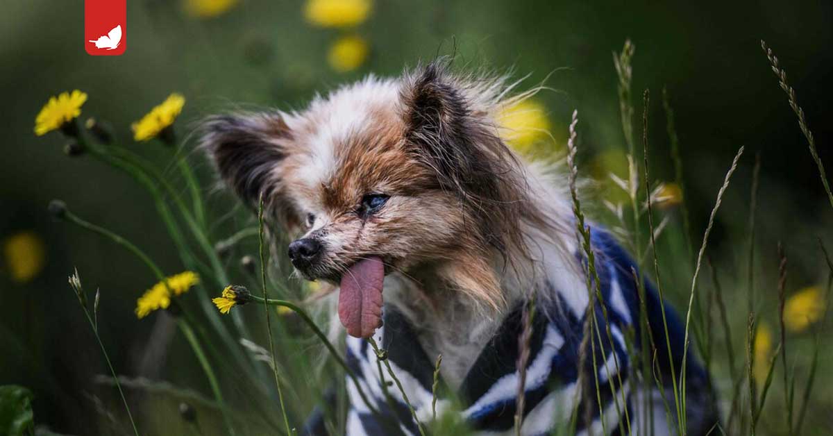 Addio a Lazare, il cane più anziano del mondo.