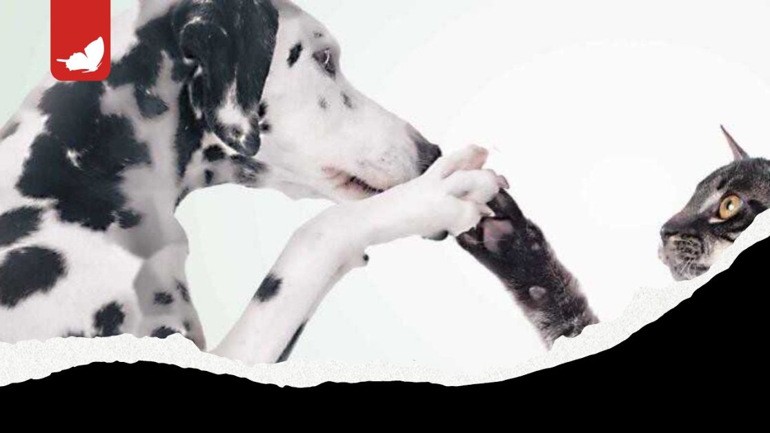 Consapevolezza della morte negli animali
