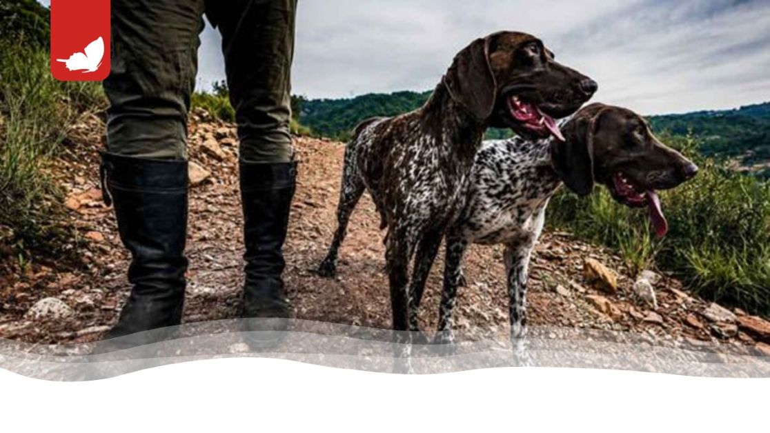 Cimitero illegale di cani: l’orrore di Scossicci.