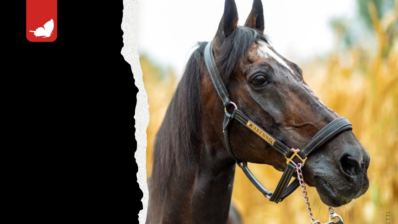 Morto Varenne: addio al cavallo leggenda mondiale del trotto