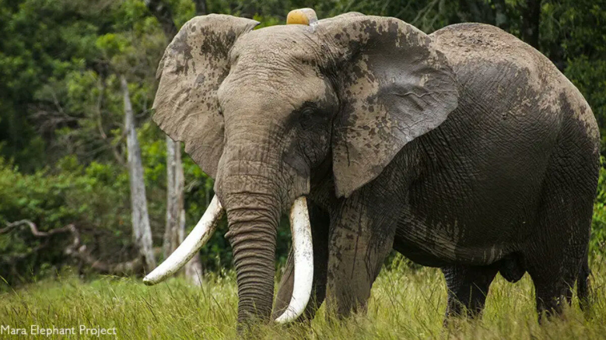 Addio a Fred, l’elefante del Maasai Mara.